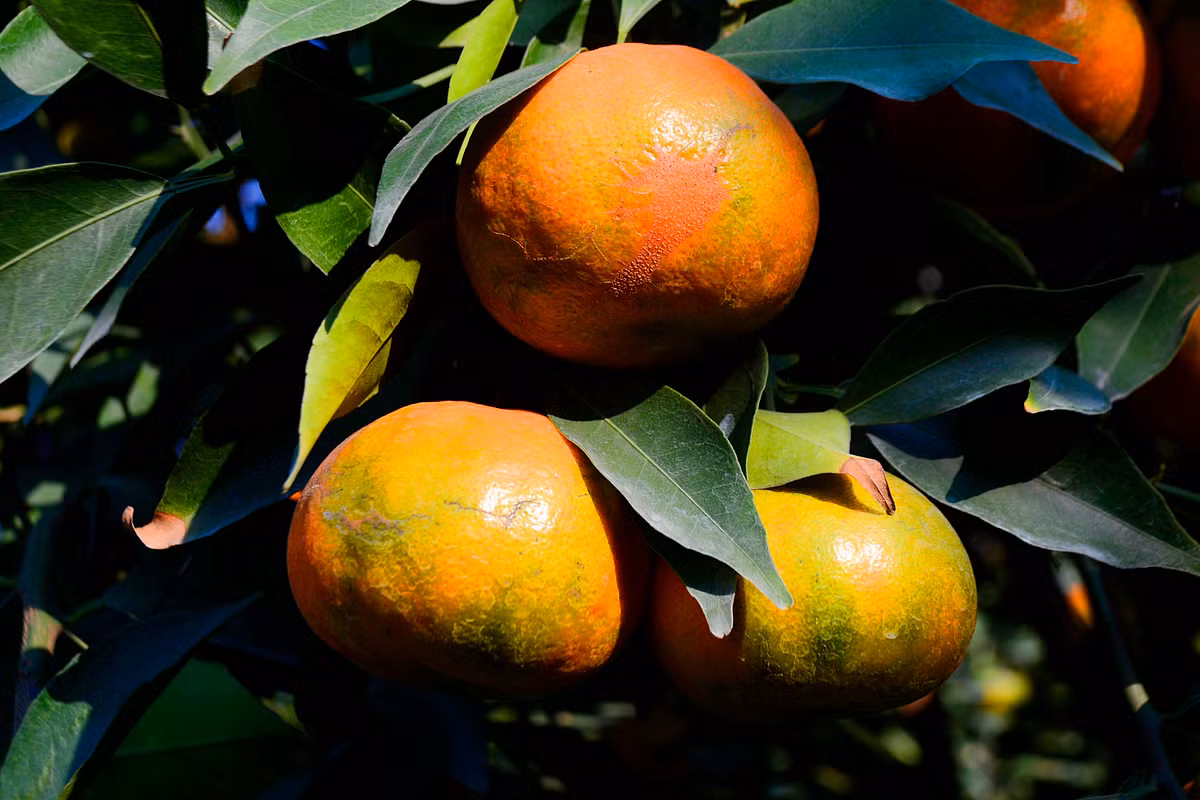 Cũng theo anh Nam, trồng cam cảnh giai đoạn khó khăn nhất là khâu chiết cành từ cây mẹ, rồi đưa xuống mô đất thuần dưỡng.