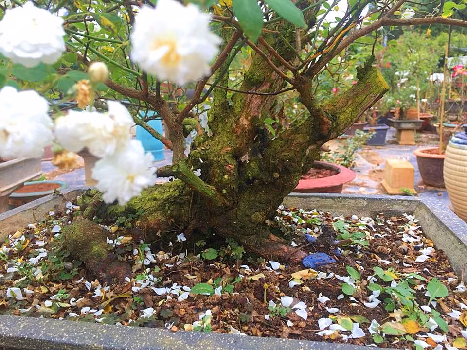 Hoa hồng bonsai có giá vô cùng đa dạng, điển hình như gốc hồng trong ảnh này có giá 30 triệu. Ngoài ra, có những cây có giá đắt hơn tùy thuộc vào các yếu tố về thế và độ tuổ... Ảnh: FB Hoa hồng Bonsai