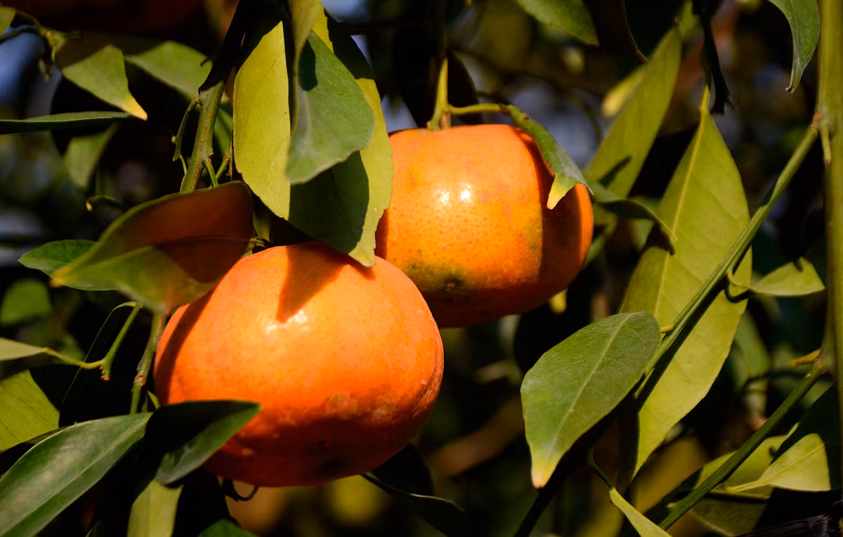 Cam Đường Canh có lớp vỏ mỏng và chắc, múi cam mẩy nước, ít hạt.