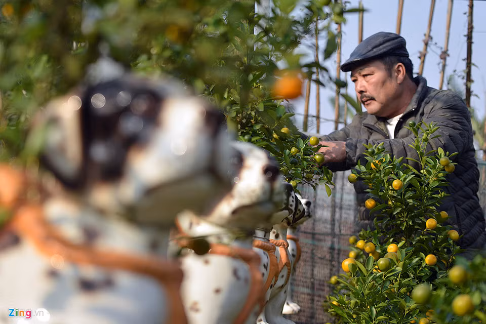 Ông Xuân cho biết mỗi năm người dân lại có xu hướng chơi quất cảnh khác nhau. Năm tới là năm Mậu Tuất, nhiều người dân muốn có biểu trưng con chó đặt trong nhà, lấy lộc đầu năm. Vì thế, ông đã nảy ra ý định trồng quất gắn liền với hình ảnh này.