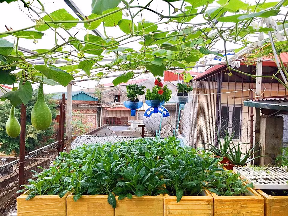 Tổng chi phí xây dựng cho vườn rau trên sân thượng này hết khoảng 8 triệu đồng.