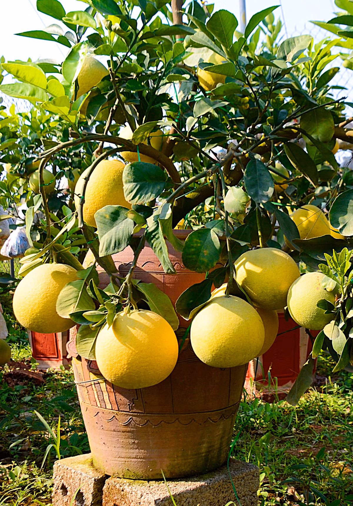 ... sắc quả chín vàng, cây xanh tốt...