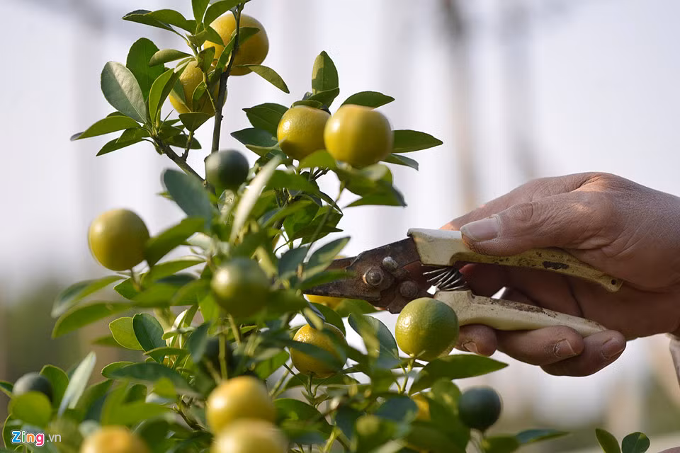 Tất cả đều được ông chăm sóc cẩn thận và sẽ xuất bán đúng dịp Tết.