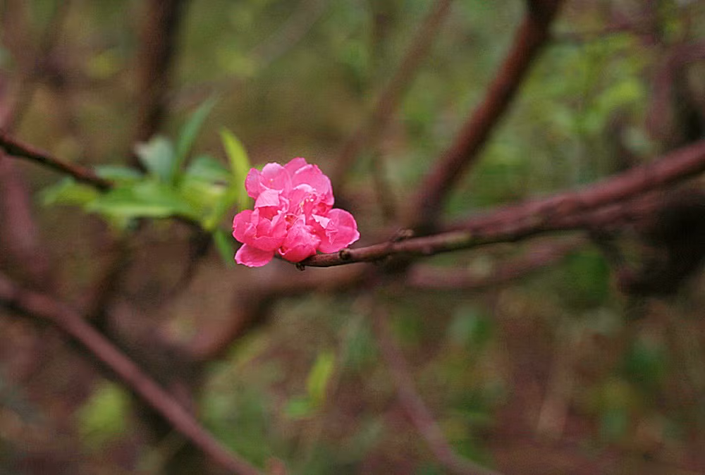 Một vài bông hoa đào bích sớm khoe sắc giữa cái nắng nhẹ độ chớm Đông.
