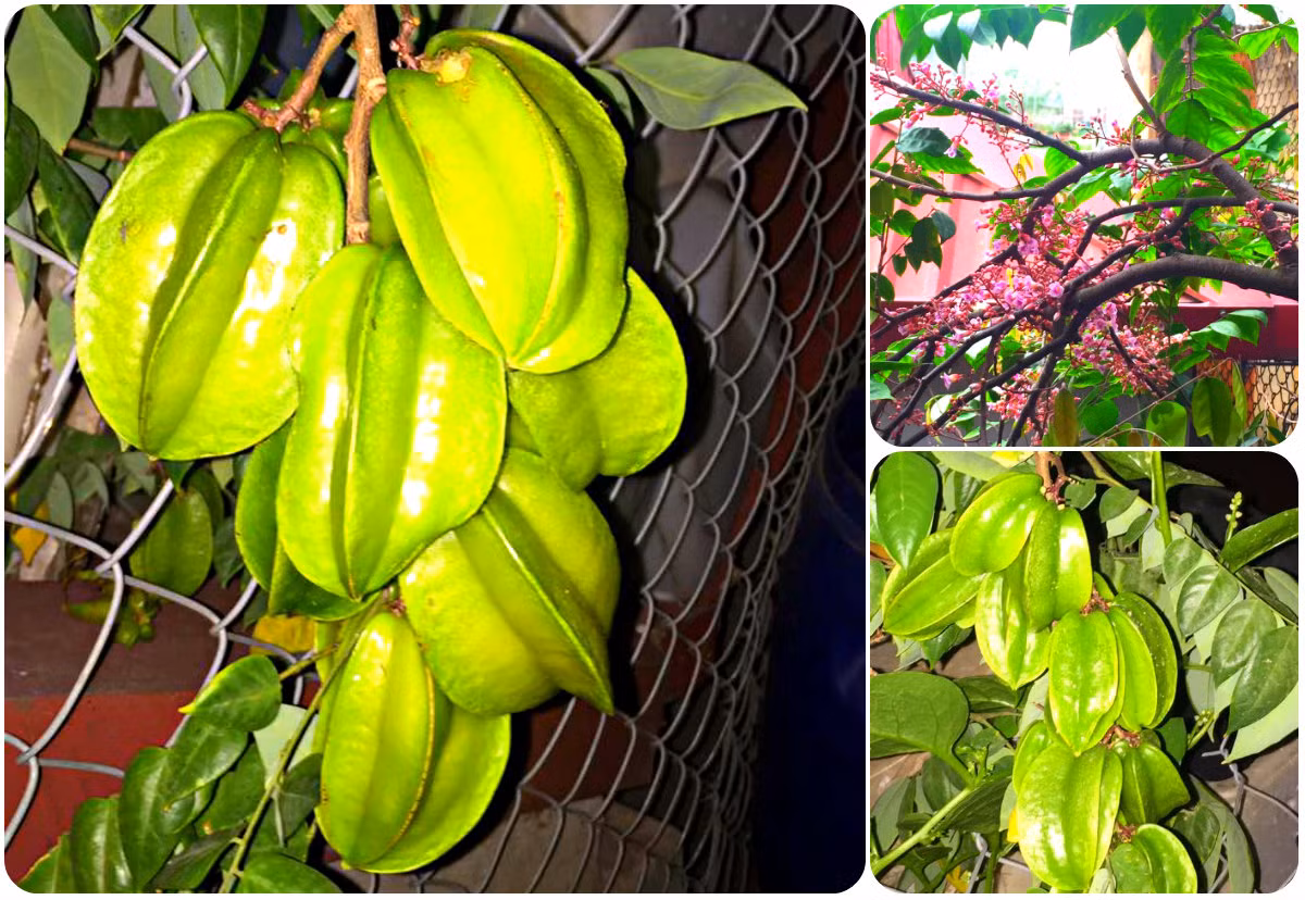 Ngoài rau, chị Nhung còn trồng rất nhiều loại quả như khế.