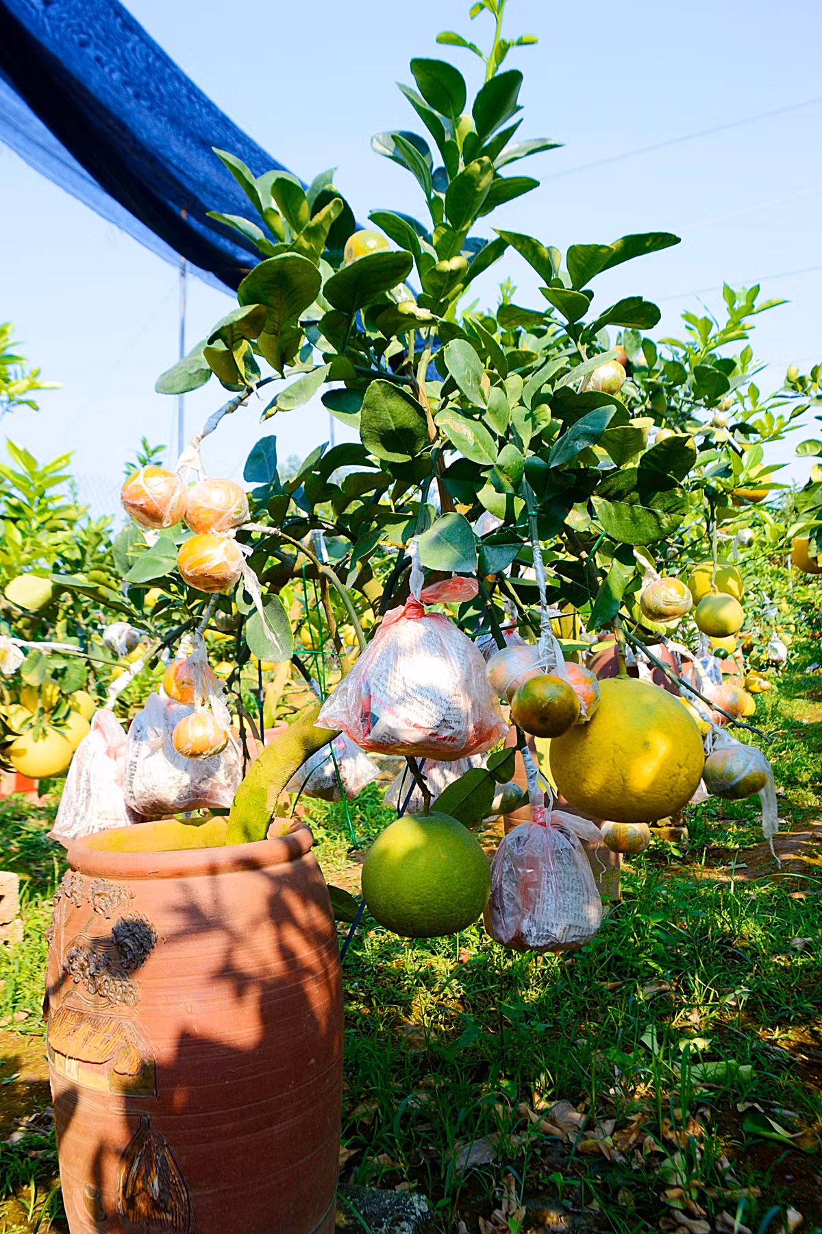 Không chỉ có bưởi bonsai đơn thuần chơi Tết, nhiều chủ vườn tại Văn Giang - Hưng Yên còn sáng tạo nên những chậu cây độc đáo.