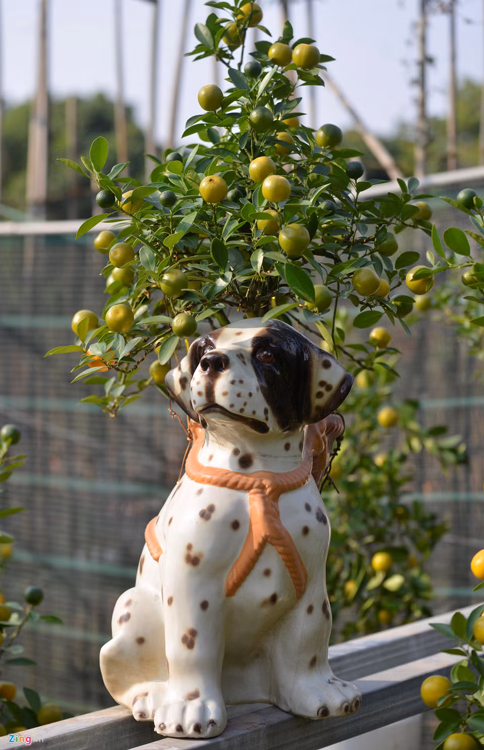 Ông Xuân cho biết năm 2017, ông và cộng sự làm hàng trăm chậu bonsai ngự lên lưng gà và tiêu thụ rất nhanh. Ông hy vọng năm nay cũng vậy.