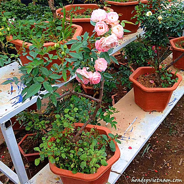 Hoa thuộc hệ thân gỗ dễ thích ứng nhưng việc chăm sóc không phải dễ dàng. Ảnh: hoadepvietnam.com