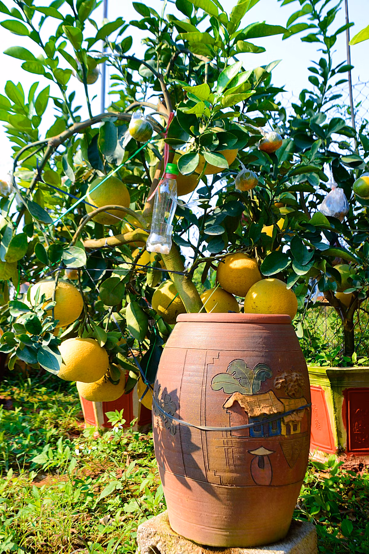 Trồng cả trăm cây mới được khoảng 50 cây được gọi là đạt chuẩn, đẹp để cho lên kệ dịp Tết.