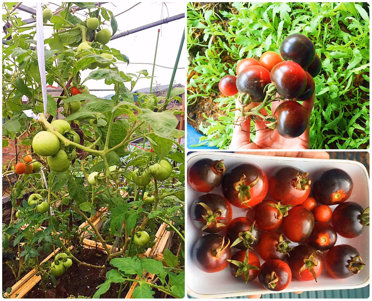 Chia sẻ bí kíp làm phân bón để cây phát triển tốt như vậy, chị Nhung cho hay, chị pha phân cá + enzyn, dứa tự ngâm và gốc rau pha chung với nhau rồi bón cây.