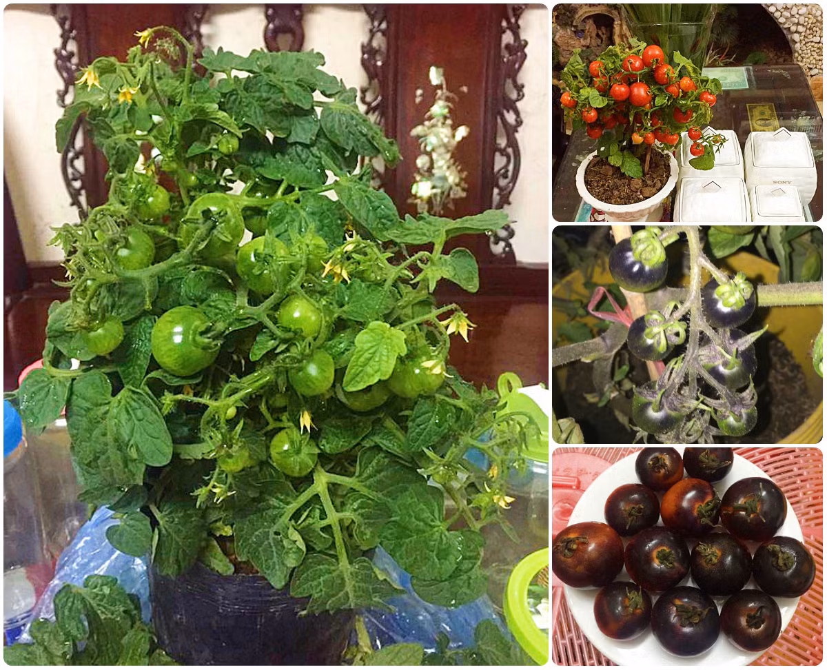 Phân bón cà chua gồm: trấu phân gà nhà có, phân bò, dê, trùn, phân cá + bã đậu và vỏ dứa...