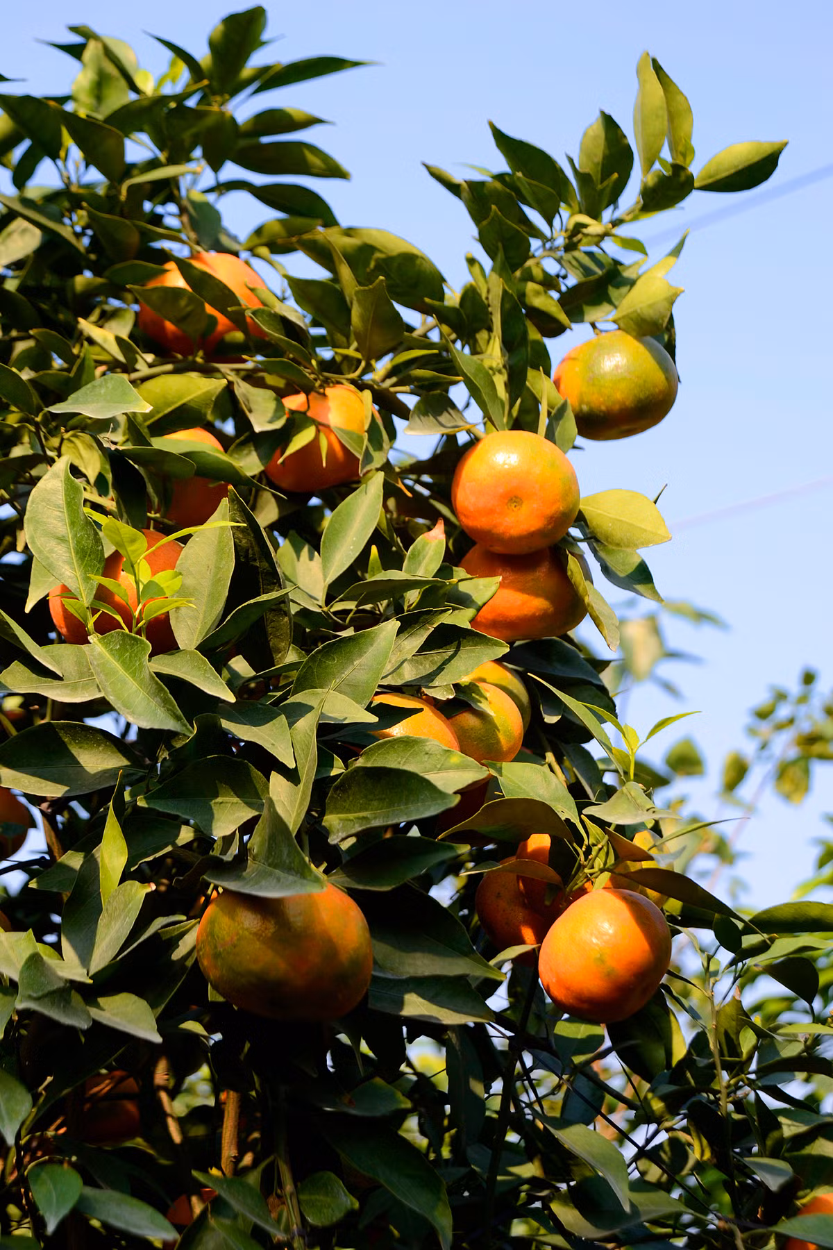 Mặc dù còn khá sớm song theo anh Mạnh Nam, đã có những khách hàng tới ngắm, chọn mua cây ưng ý.