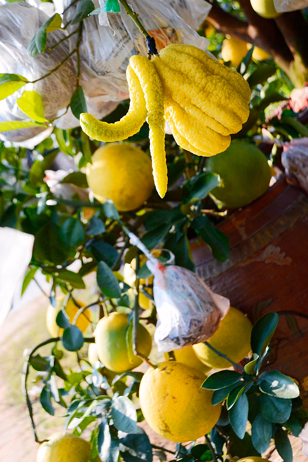 Lý giải việc cây bưởi phật thủ bonsai có giá khủng, chủ nhà vườn Hoàng Mạnh Nam cho biết, năm nay, do thời tiết nắng mưa nhiều nên việc ghép quả cho cây tương đối khó khăn. Hầu hết phải ghép lần thứ 3 mới thành công.