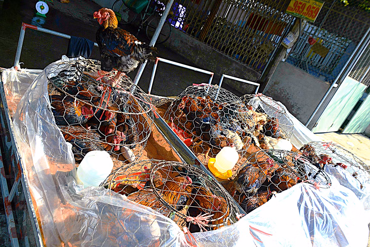 Gà Đông Tảo được rao bán dọc đường từ thị trấn Văn Giang về TP Hưng Yên.