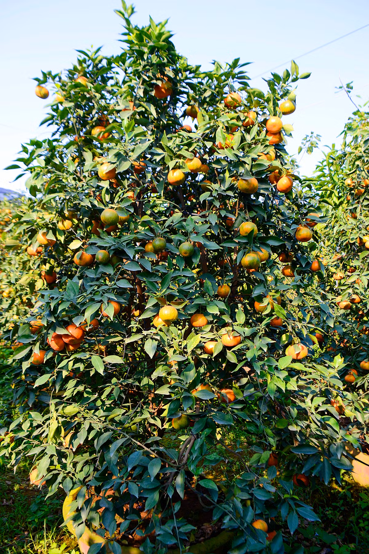 Anh Mạnh Nam – chủ nhà vườn Hoàng Mạnh Nam cho biết: Năm nay cam Đường Canh làm cảnh chơi Tết có phần kém hơn mọi năm. Do thời tiết mưa nhiều, cam cảnh bị thối rễ, cây chết hàng loạt...Vườn nhà anh là một trong số ít nhà vườn trồng được.