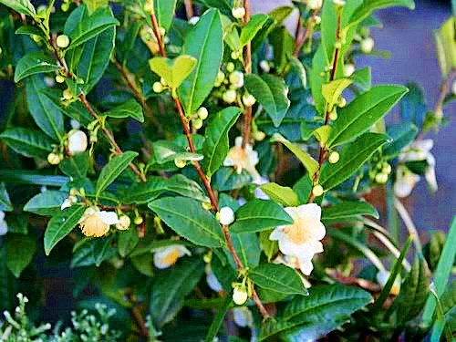 Hoa lớn phát triển từ những chồi búp cứng cáp vào khoảng đầu mùa xuân. Ảnh: FB Lovely Tea.