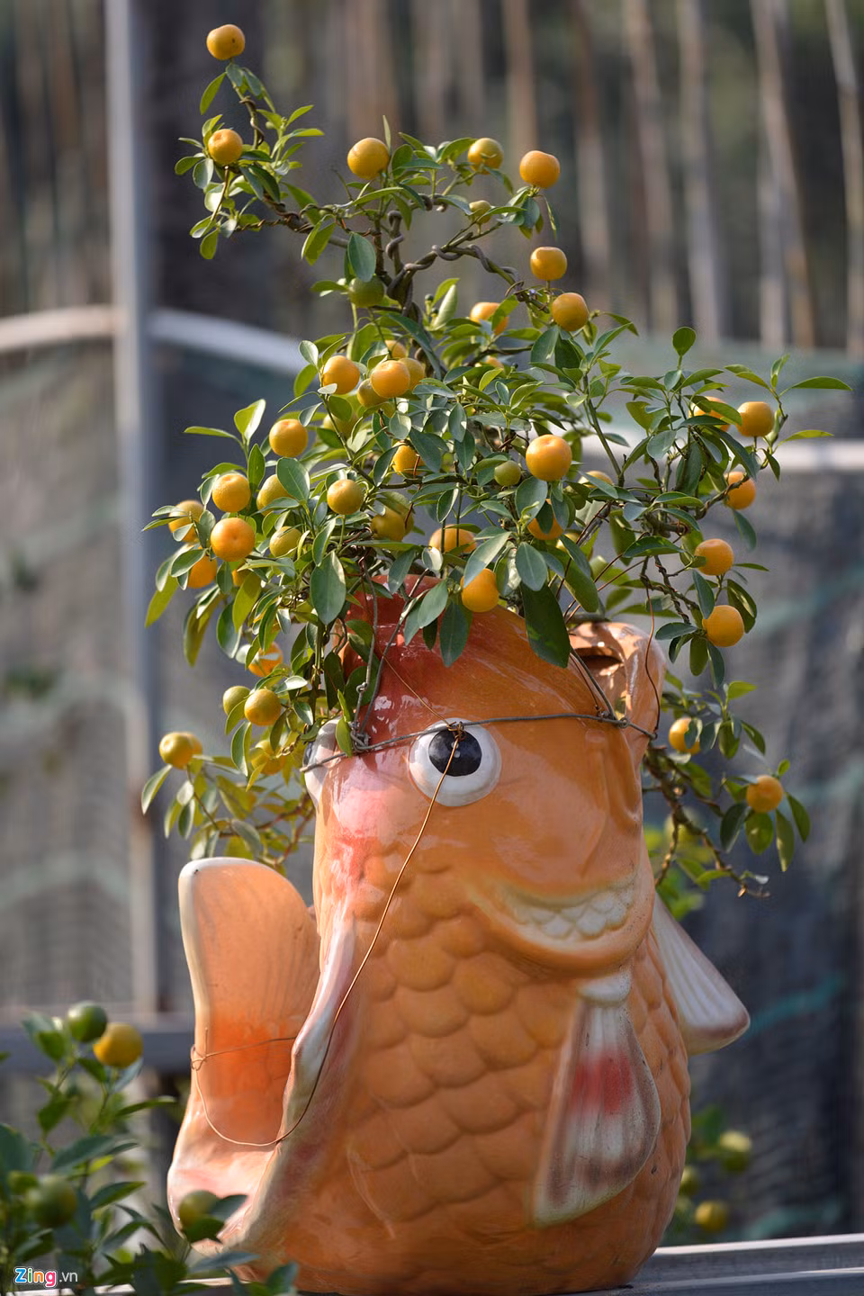 Trong vườn nhà ông Xuân còn có rất nhiều thế quất công phu và bắt mắt. Trong ảnh là một chậu quất bonsai có giá 2 triệu đồng.