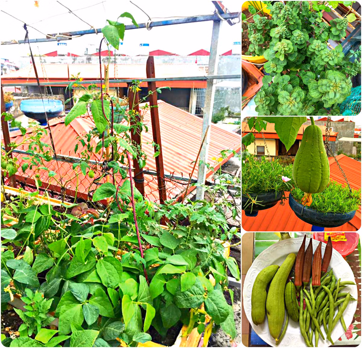 Vườn rau chị Nhung rất đa dạng như đậu, su su, mướp hương...