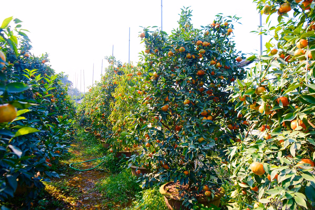 Cả vườn cam rực lên một màu vàng sậm, quả sai trĩu cành.