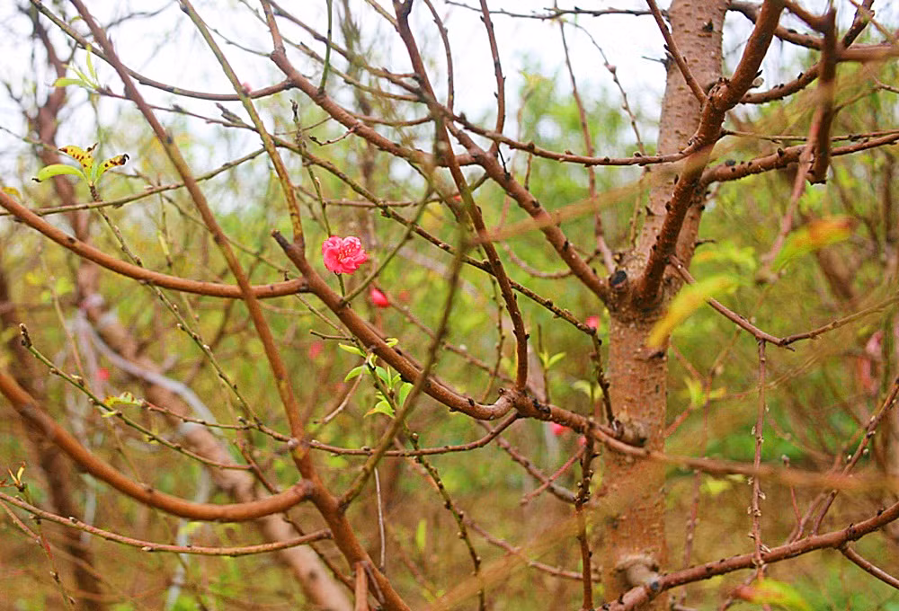 Theo chia sẻ của những người dân trồng đào ở Nhật Tân, đào nở trước vụ thường sẽ không to và có màu nhạt hơn lúc chính vụ...