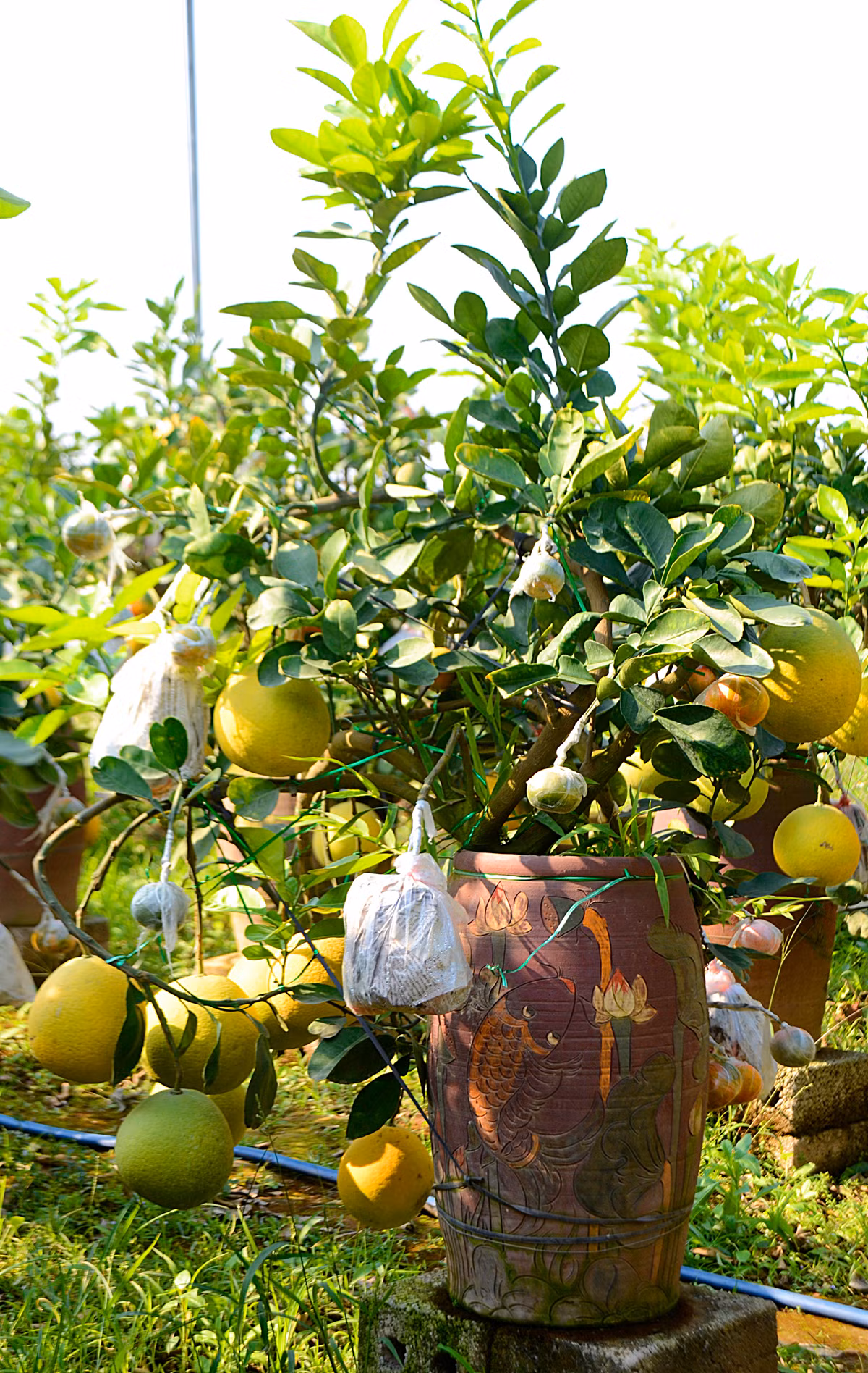 Những cây bưởi diễn ghép thêm những trái cam canh, quýt...