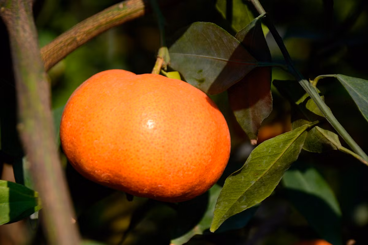 Những trái cam vàng tươi, căng tròn tượng trưng cho sự may mắn, đủ đầy được nhiều người ưa thích.