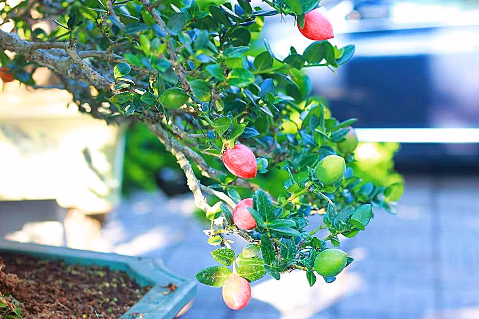 Cuống lá ngắn khoảng 2 – 3mm. Bứt lá, cành, quả đều chảy mủ. Ảnh: Nguyễn Sáu.