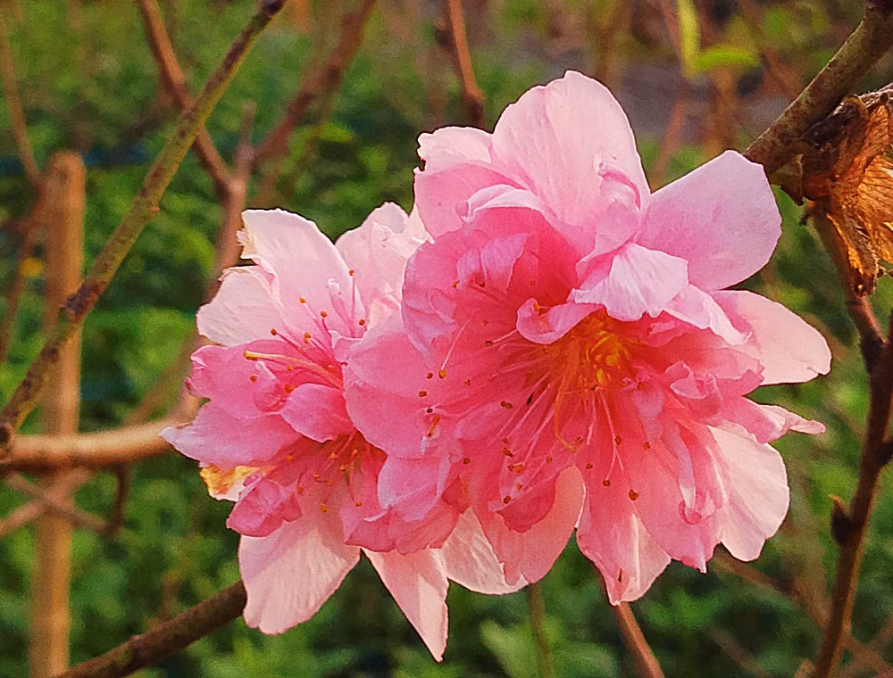 ... một cành nhỏ cũng có thể lên tới 150.000 đồng.