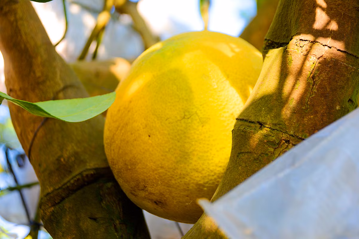 Một yếu tố khác là thế cây. Những cây gốc lớn, cổ thụ, lâu năm và dáng đẹp thì giá mới cao.