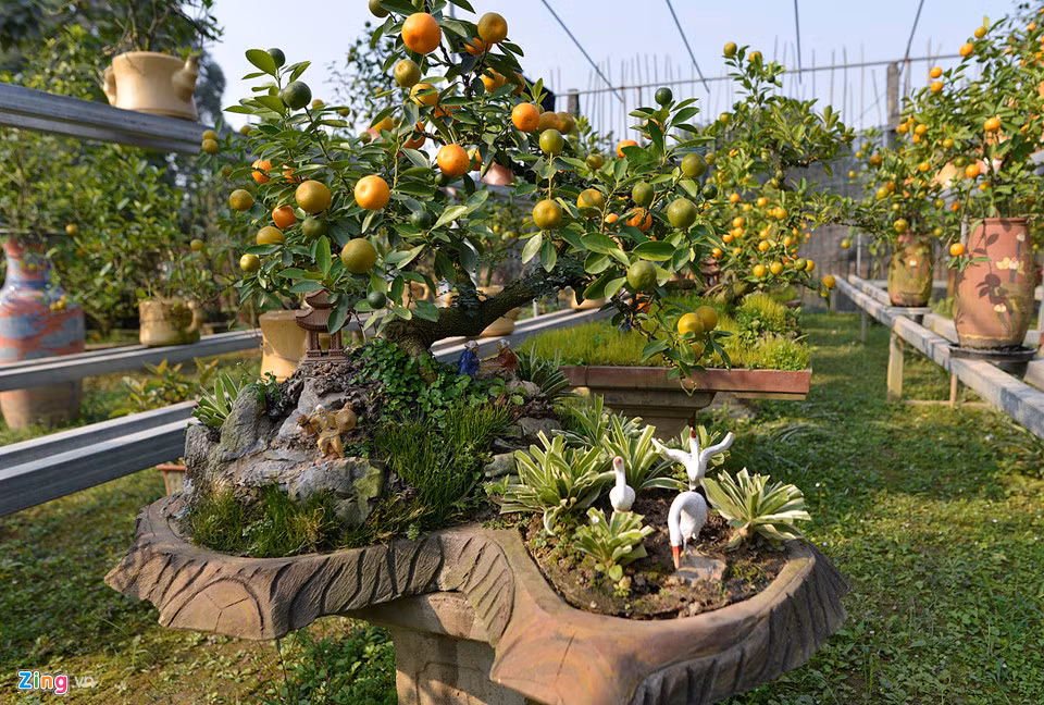 Những cây quất bonsai trong vườn ông Xuân có giá từ vài triệu đến cả chục triệu được rất nhiều người đặt mua sớm để chưng Noel, chơi Tết hay làm quà biếu.