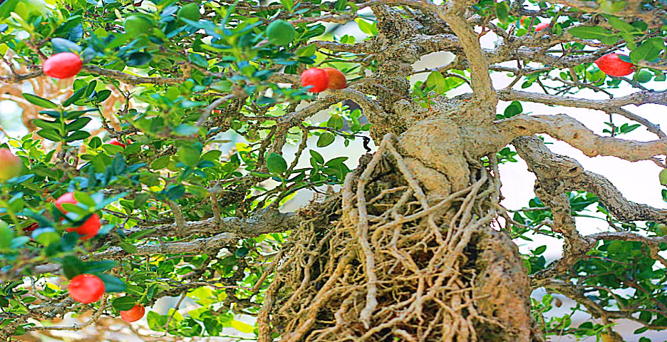 Có thể trồng tiểu cảnh, cây ôm đá. Ảnh: Nguyễn Sáu.