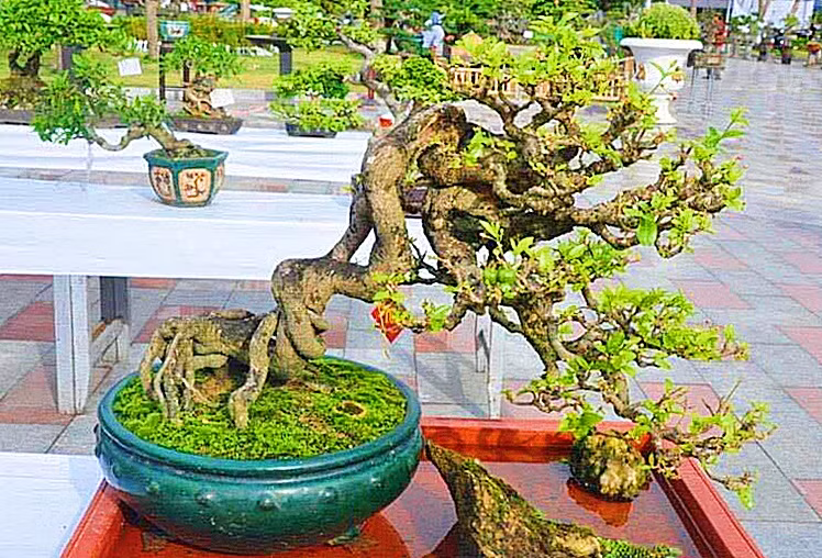 Lá cây bonsai siro mọc kép với 3 lá phụ. Cụm hoa có 1- 3 chiếc màu trắng. Ảnh: Nguyễn Sáu.
