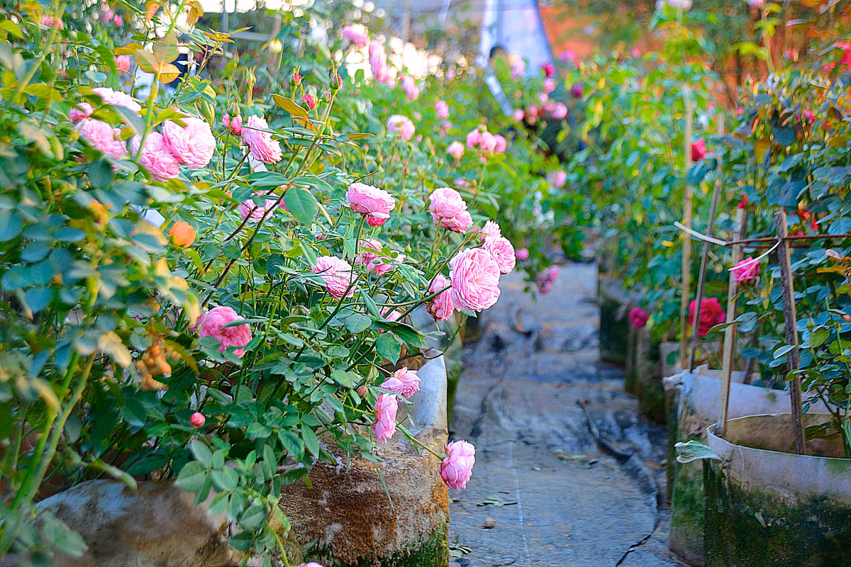 Bên cạnh đó là những chậu hồng hồng cảnh chơi Tết với nhiều loại như hồng nhung, hồng tỉ muội, hồng Sapa, hồng leo, hồng đổi màu… cũng được dự báo sẽ hút khách chơi hoa.