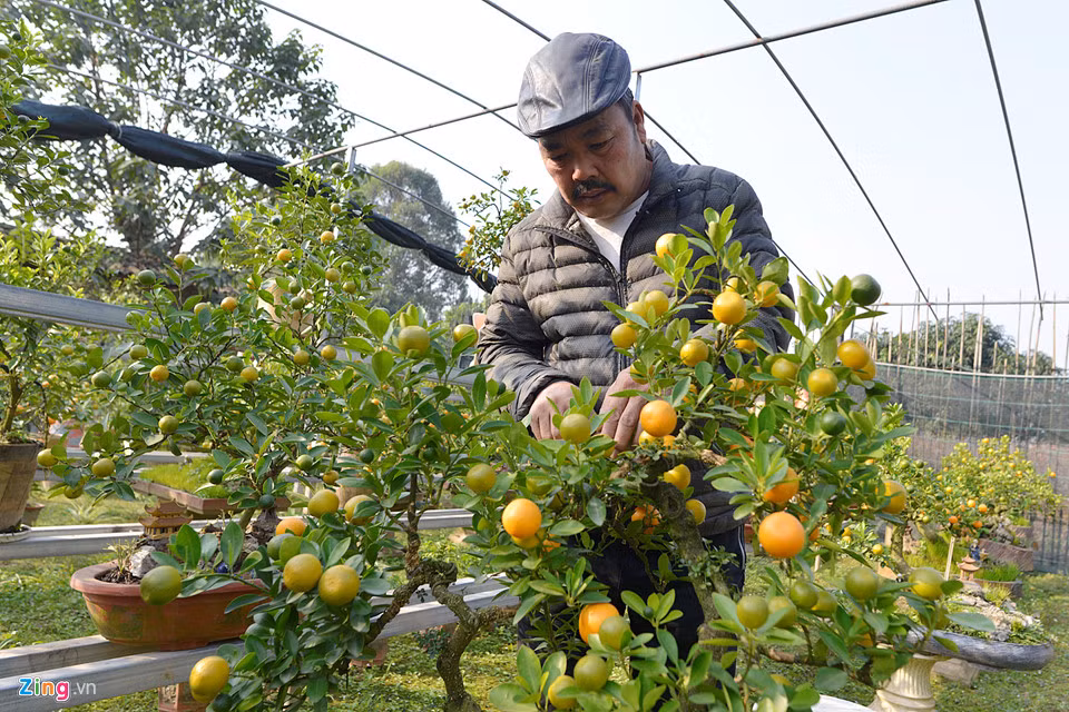 Để phục vụ chợ Tết năm nay, nghệ nhân Trương Ngọc Xuân còn trồng 200 gốc quất bonsai các loại khác, trong đó có 70 cây quất bonsai ghép gốc cần thăng.