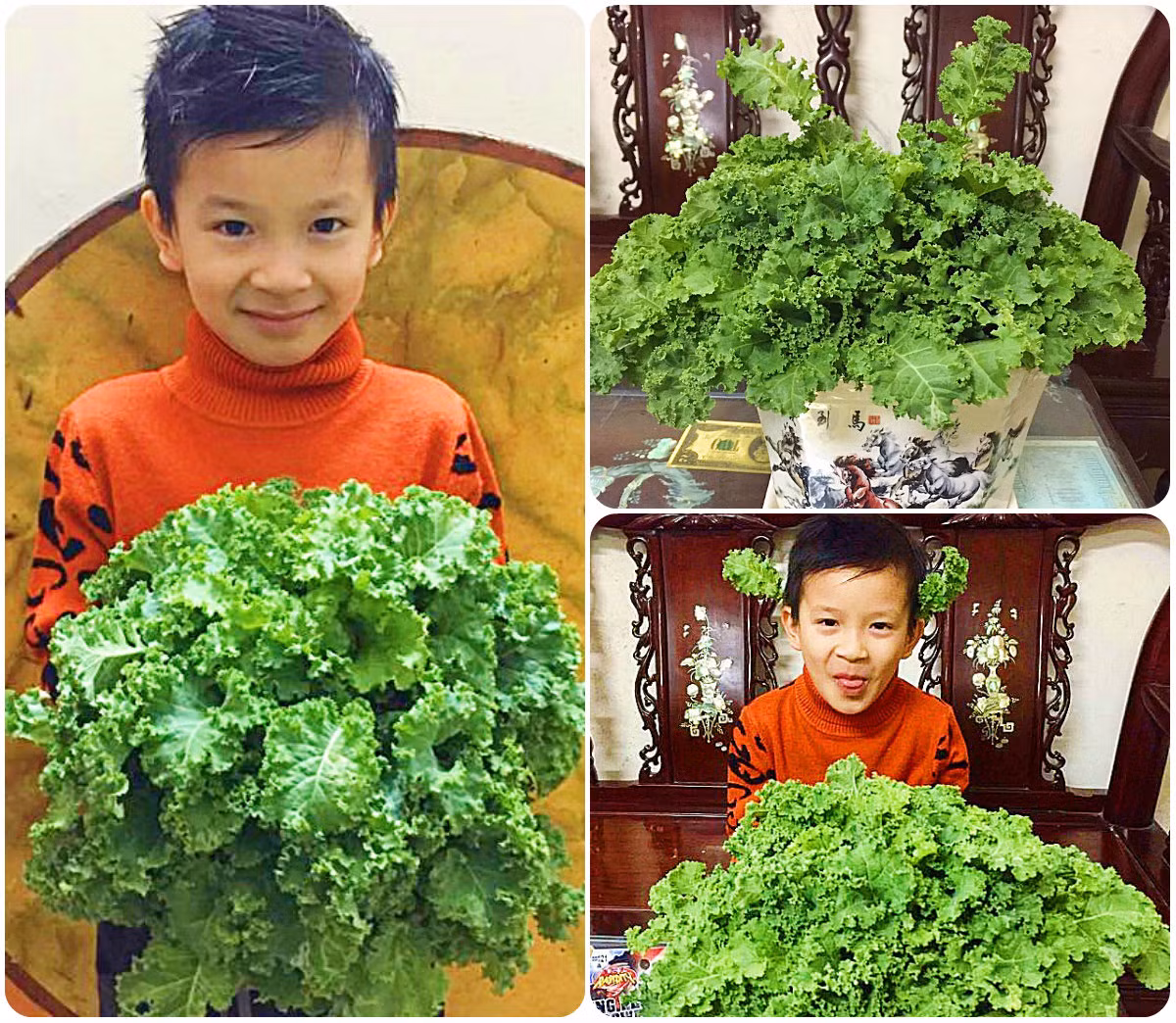 Trong thời gian phơi ủ phân thì gieo sẵn cây con.