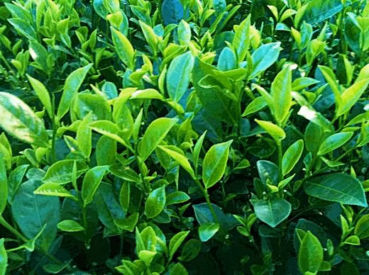 Những chiếc lá có lớp lụa mỏng, dai cứng, chói bóng trên đỉnh, được sắp xếp xen kẽ trên những cành, nhánh có màu nâu sáng. Ảnh: FB Lovely Tea