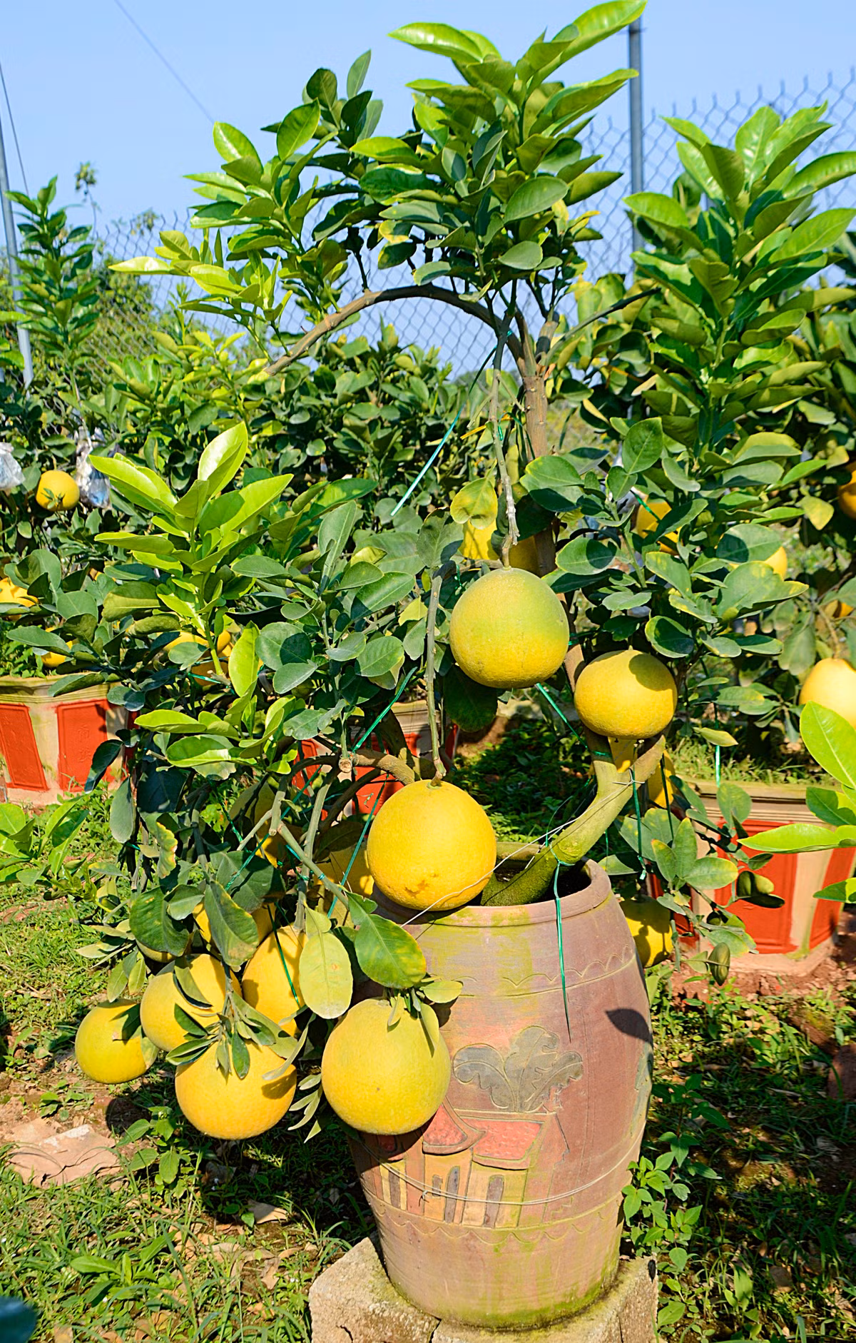 Một cây bưởi diễn bonsai có dáng long được khá nhiều vị khách đến xem ưa thích.