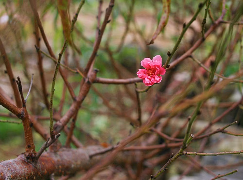 Theo người dân trồng đào, do thời tiết hanh khô cùng với cái nắng nhẹ của mùa đông những ngày qua khiến một số cây đào tại vườn đào Nhật Tân bắt đầu bung nở.