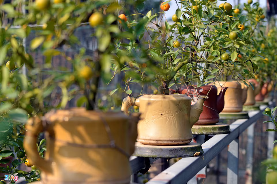 Những gốc quất trồng trên những tách trà, ấm nước làm bằng sứ, gốm... cũng bắt mắt khách hàng. Giá mỗi chậu từ 1 đến 3 triệu đồng (tùy tuổi đời, thế, dáng...).