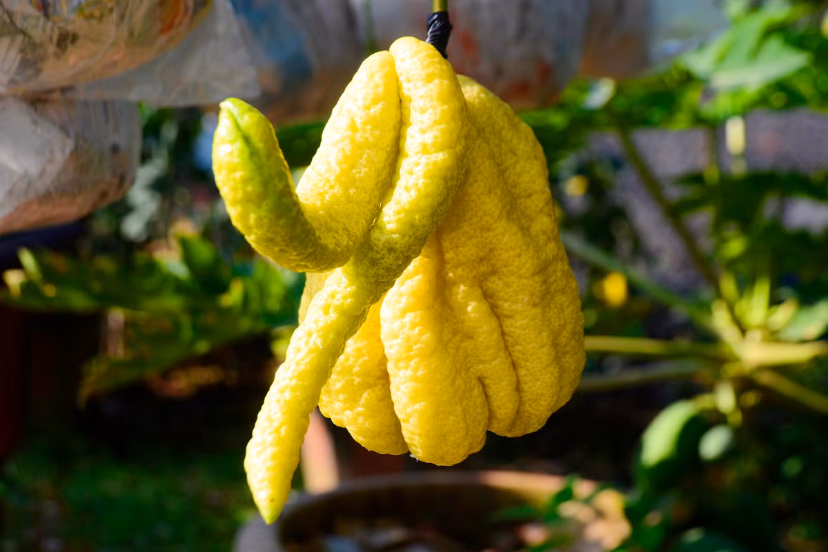 Ngoài ra, phật thủ có tác dụng giảm đau, chữa nhiều loại bệnh phổ biến…