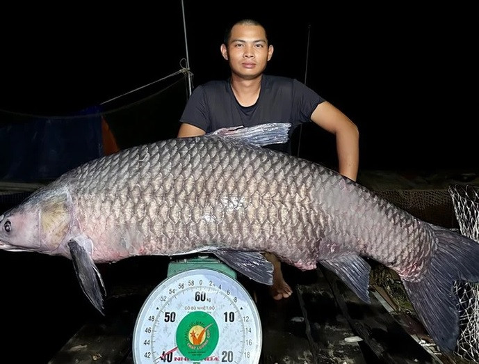 Ngày 16/6/2023, anh Lê Khánh Hòa (29 tuổi, trú tại thị xã Thái Hòa, Nghệ An) thông tin nhóm của anh đã câu được con cá trắm đen nặng 40,5 kg tại đập thủy lợi Khe Là.