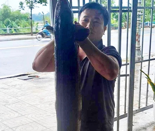 Sáng ngày 30/11/2023, ông Ngô Văn Lấm (65 tuổi, phường Trương Quang Trọng, TP Quảng Ngãi) đi kiểm tra điểm đặt cần câu cá trên sông Trà Khúc thì bất ngờ khi phát hiện con cá chình dài 1,6m và nặng hơn 16 kg dính câu. Sau đó, ông bán con cá với giá 10 triệu đồng.
