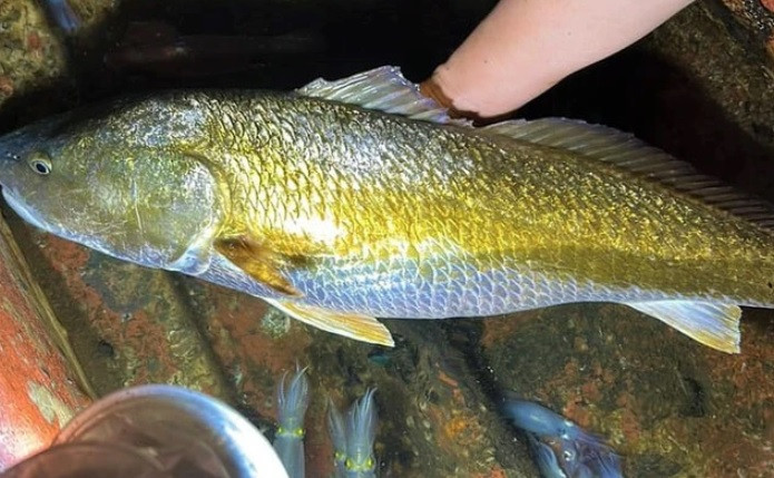 Tối ngày 1/9/2023, anh Nguyễn Văn Hiếu (trú tại khối Đông Tiến, phường Nghi Thuỷ, Thị xã Cửa Lò) đi câu mực gần đảo Mắt thì câu được một con cá lạ nặng 6 kg, có vảy màu vàng óng. Nhiều người cho rằng đó có thể là loài cá sủ vàng quý hiếm.