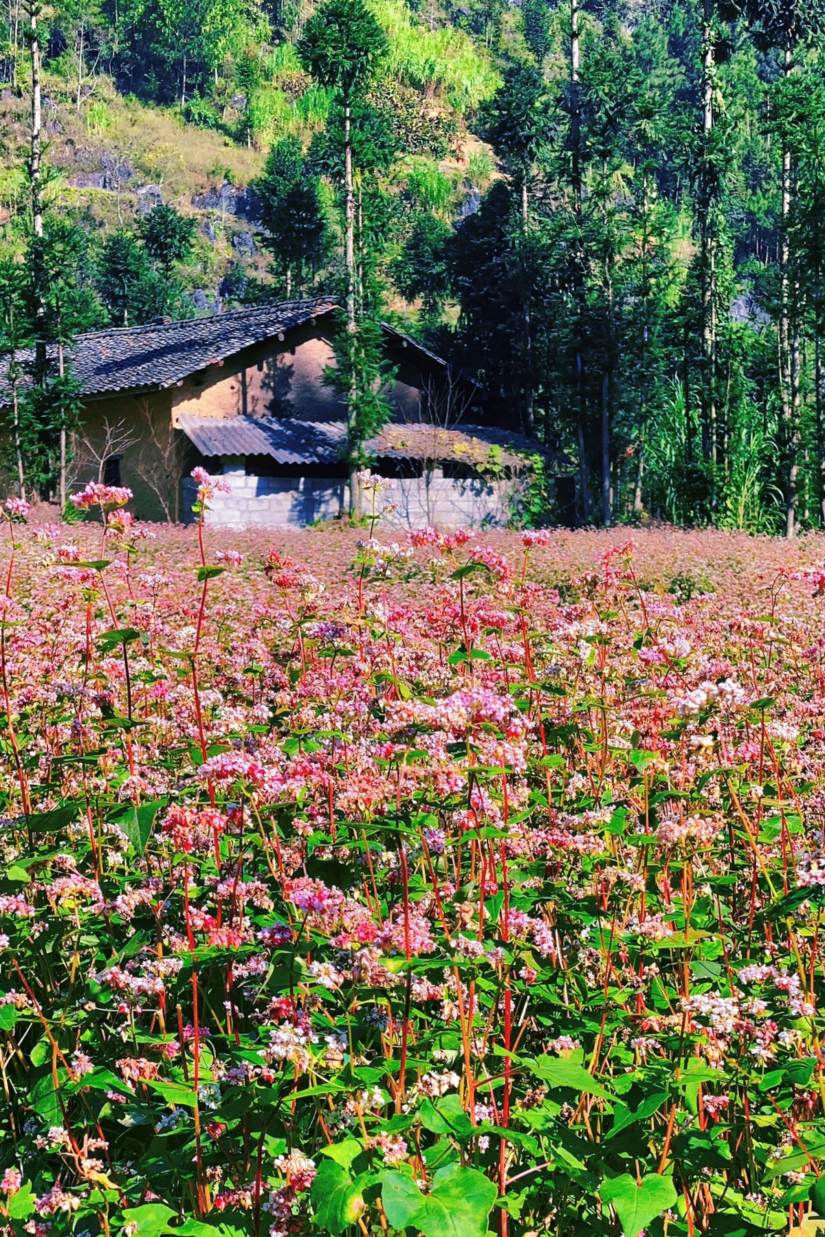 Chuyen phuot Ha Giang tu tuc 4 ngay 4 dem bang xe may-Hinh-3