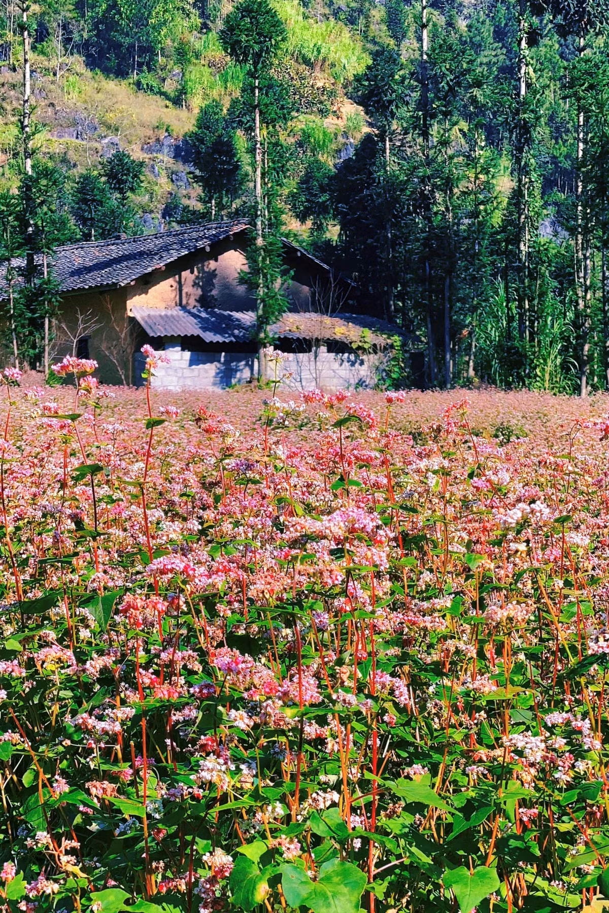 Chuyen phuot Ha Giang tu tuc 4 ngay 4 dem bang xe may-Hinh-3