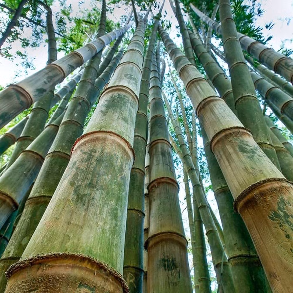 Tiếp đến, Tre Rồng được dùng để làm nguyên liệu cho xây dựng (nhà cửa, cầu..), các nghề thủ công như đan giỏ, chiếu mũ hay làm đồ nội thất như bàn, ghế...