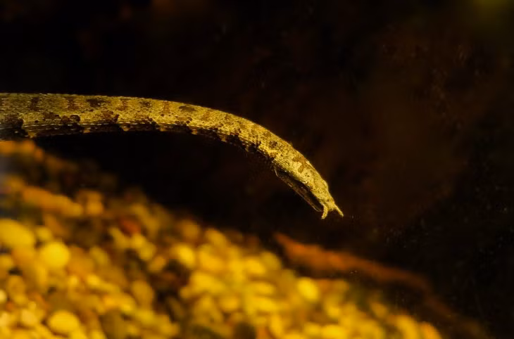 Các nhà khoa học suy đoán 2 xúc tu của loài rắn xấu xí này có chức năng thu hút những con cá bé và các con mồi ưa thích. Đây là một trong những loại rắn độc nguy hiểm nhưng ít khi tấn công con người.