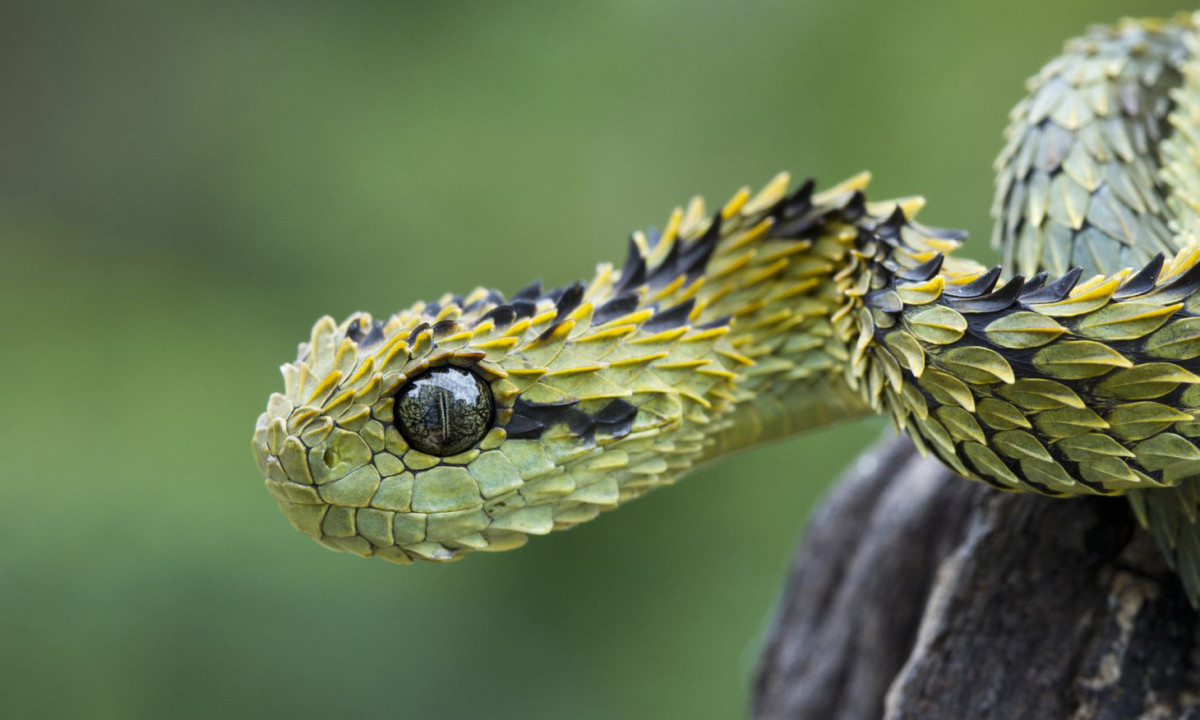 Nổi bật với đôi mắt lớn, to tròn và những chiếc vảy nhọn trên thân xếp đè lên nhau như lợp ngói, rắn vảy gai sở hữu nọc độc cực nguy hiểm.