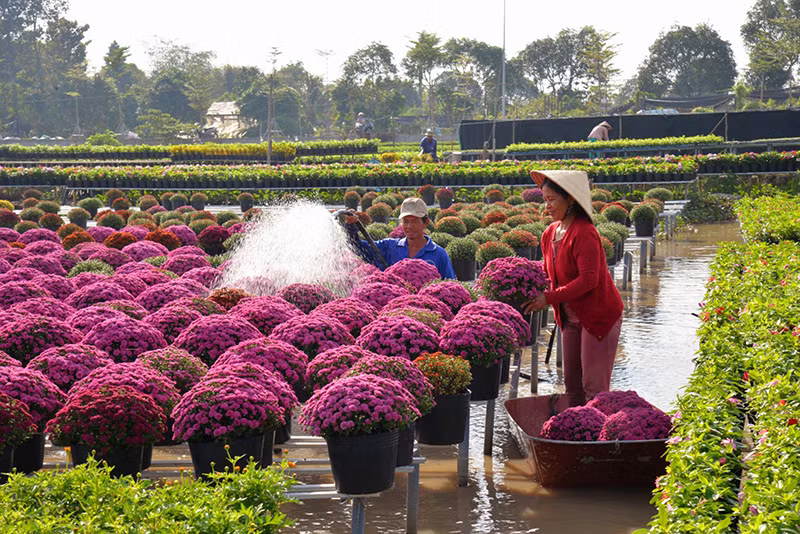 Lang hoa Sa Dec “thay ao moi” don chao du khach