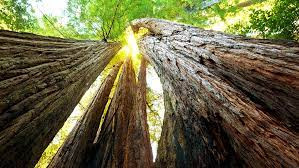 Nghiên cứu mới cho thấy cây hồng sam cổ thụ có khả năng chịu cháy rừng tốt hơn so với suy đoán trước đây. Nhờ đó, những chồi mới mọc ra từ thân cây bị cháy xém trong vụ cháy rừng. Điều này cho thấy sức sống bền bỉ của cây cổ thụ này.